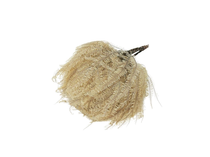 <h4>Mountian Fern Abs Bleached</h4>