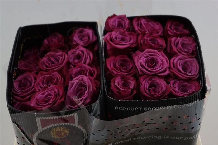 <h4>R Gr Blueberry</h4>