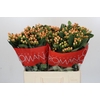 Hypericum Mellow Romance