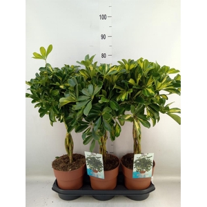 Schefflera arbor. 'Gold Capella'