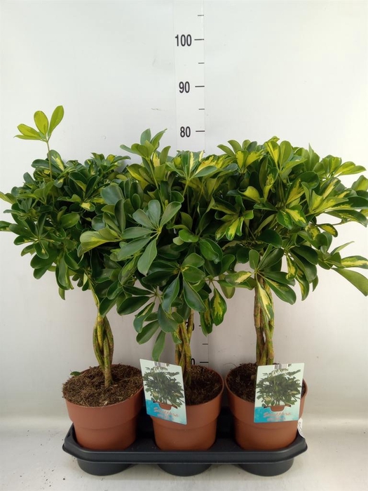 <h4>Schefflera arbor. 'Gold Capella'</h4>