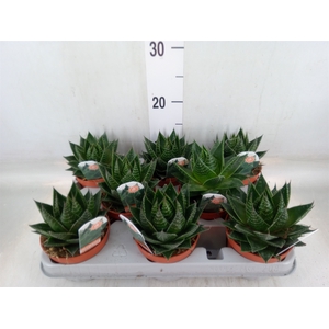 Aloe aristata 'Cosmo'