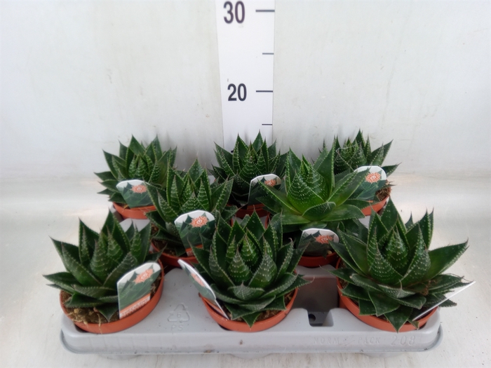 <h4>Aloe aristata 'Cosmo'</h4>
