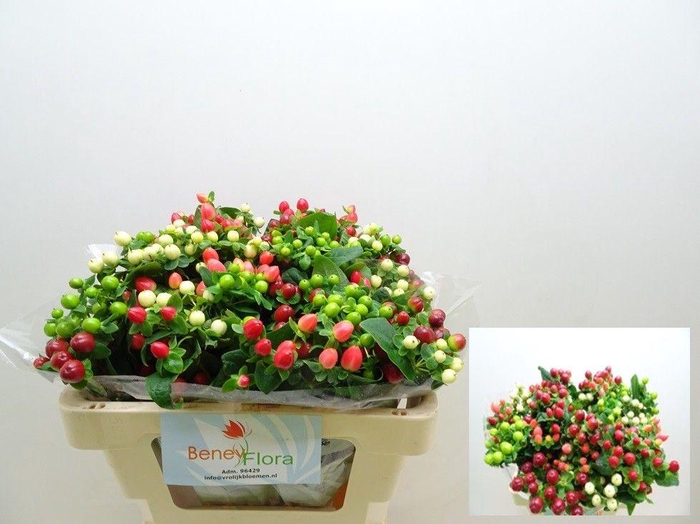 <h4>HYP MAG GEM</h4>