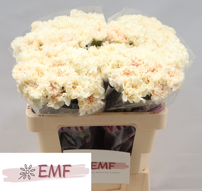 <h4>DI ST PEACH TEA +</h4>