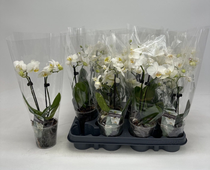 <h4>PHAL OV WIT</h4>