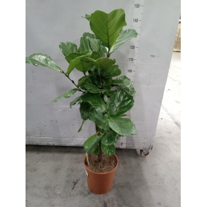 Ficus lyrata