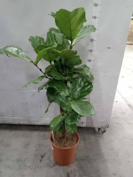 <h4>Ficus lyrata</h4>