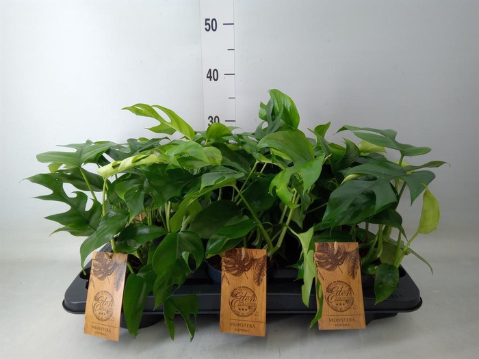 <h4>Monstera   ...</h4>