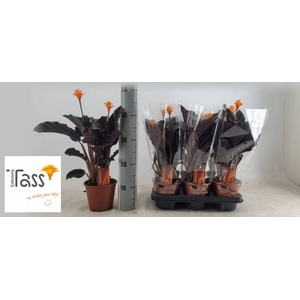 CALAT CROCATA