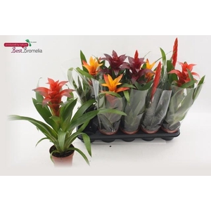 BROMELIA GEM