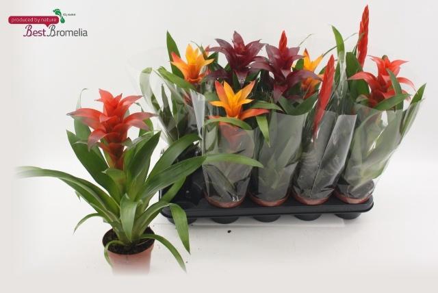<h4>BROMELIA GEM</h4>