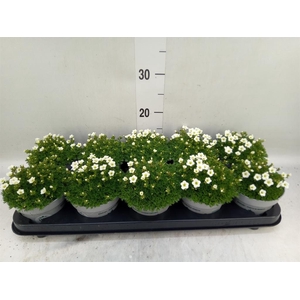 Saxifraga arend. 'Touran White'