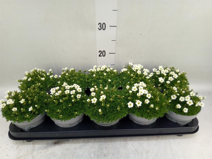 <h4>Saxifraga arend. 'Touran White'</h4>