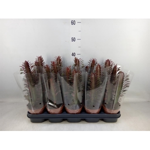 Euphorbia trigona 'Rubra'