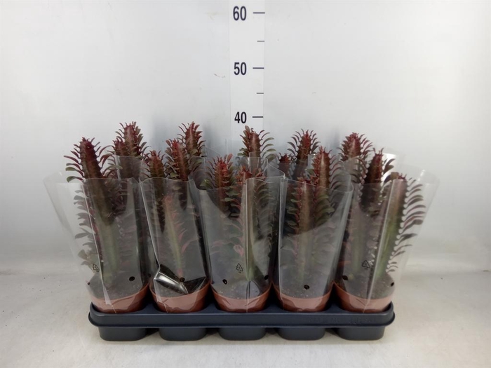 <h4>Euphorbia trigona 'Rubra'</h4>