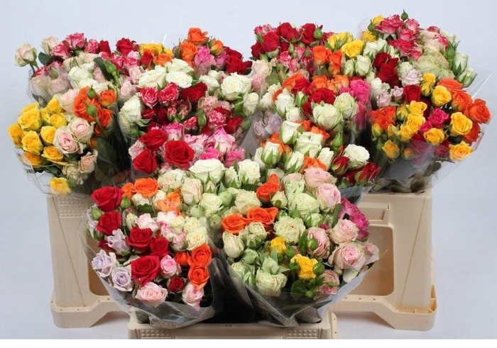 <h4>R TR GEM IN BOS</h4>