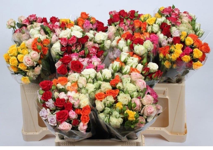 <h4>R TR GEM IN BOS</h4>