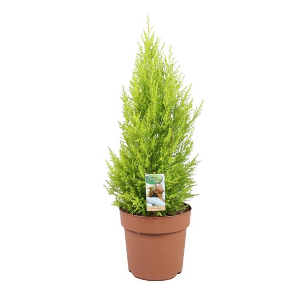 <h4>Cupressus Goldcrest Wilma - hoogte 70-80</h4>