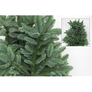 Nobilis Per Tak 55-65cm (10 Tak Per Pak)