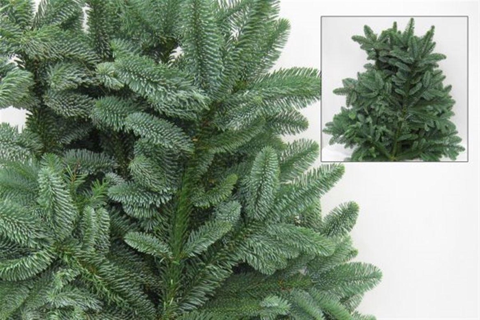 <h4>Nobilis Per Tak 55-65cm (10 Tak Per Pak)</h4>