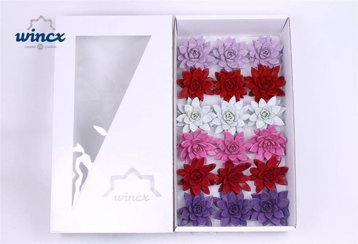 Echeveria Paint Love Mix (wincx) Cutfl