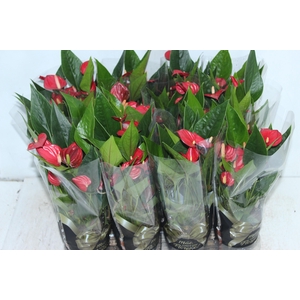 ANTHURIUM MINI MILLION FLOWERS P09