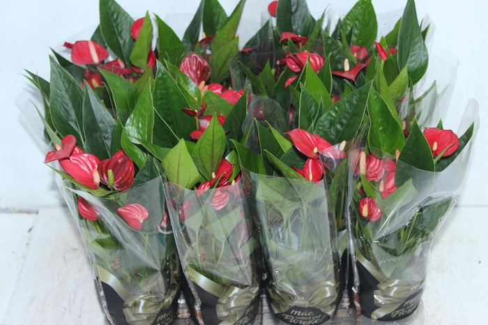 <h4>ANTHURIUM MINI MILLION FLOWERS P09</h4>