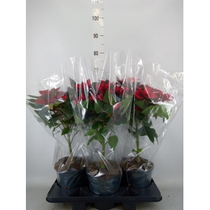 Euphorbia pulc. 'Christ Feel'