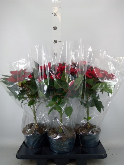 <h4>Euphorbia pulc. 'Christ Feel'</h4>