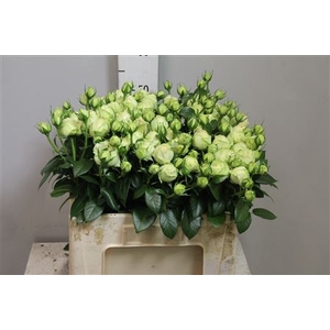 R Tr Wedding Piano