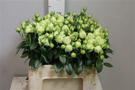 <h4>R Tr Wedding Piano</h4>