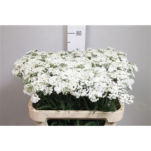 Achil M White Beauty