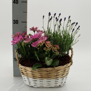ARR TUINPLANTEN