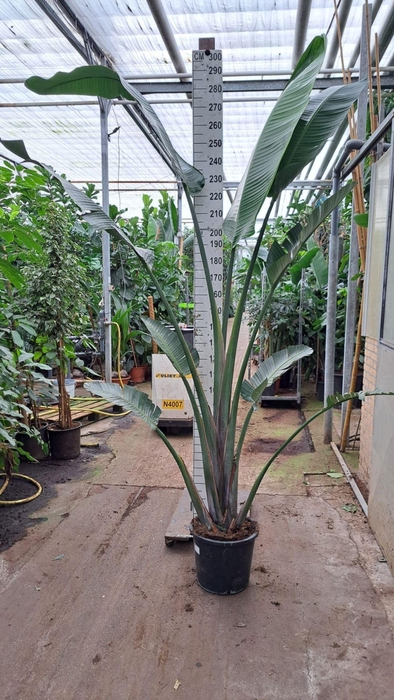 <h4>Strelitzia nicolai</h4>
