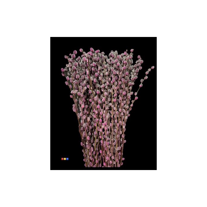 <h4>Salix Pussy Willow Roulette</h4>