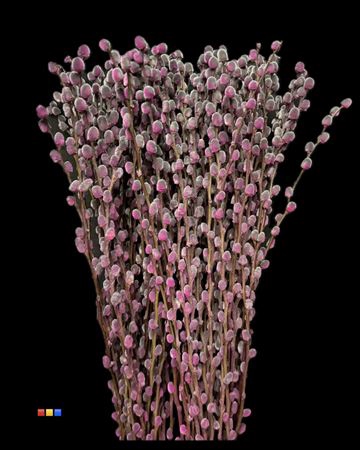 Salix Pussy Willow Roulette