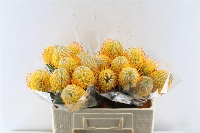 <h4>Leuco Co Goldie</h4>