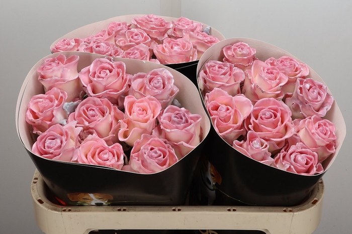 Wax-Rozen Wax Classic Baby Pink