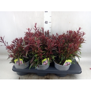 Gaura lindheimeri 'Belleza Comp Pk'