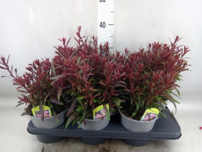 <h4>Gaura lindheimeri 'Belleza Comp Pk'</h4>