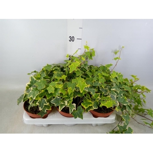 Hedera helix 'Goldchild'