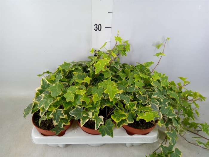 <h4>Hedera helix 'Goldchild'</h4>