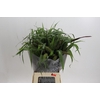 Grasses mix in bucket