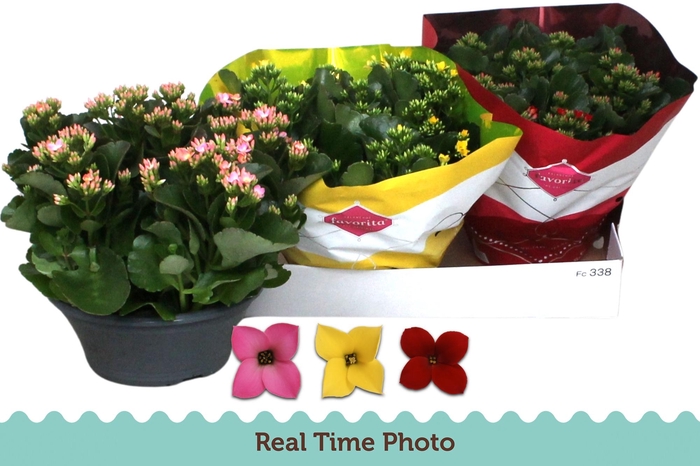 <h4>KAL EN GEM 3 KL</h4>