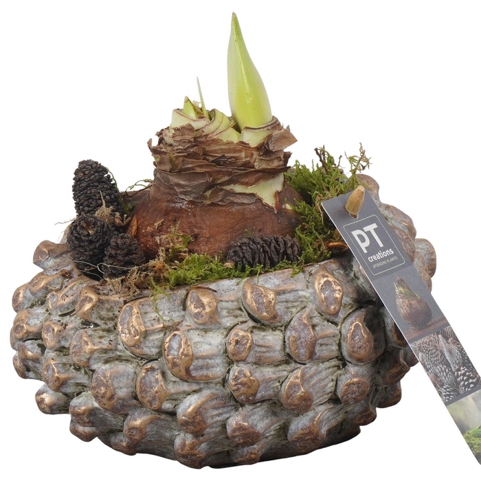 <h4>Arr.  Hippeastrum  L%</h4>
