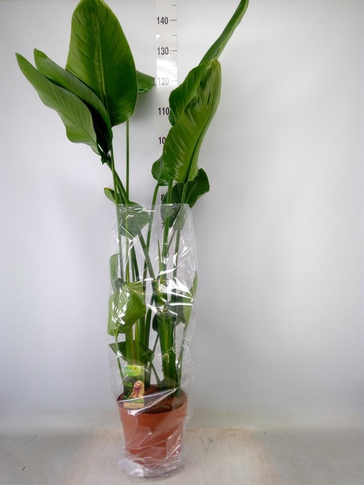 <h4>Strelitzia nicolai</h4>