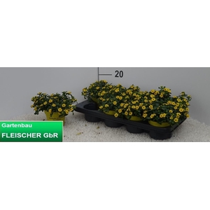 SANV PROCUMBENS