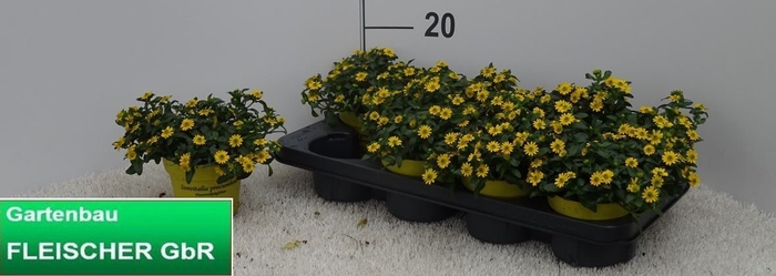 <h4>SANV PROCUMBENS</h4>