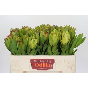 Leucadendron Goldstrike